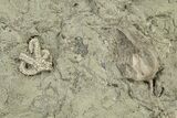 Fossil Blastoids w/ Brachioles, Starfish & Edrioasteroid Plate #251849-3
